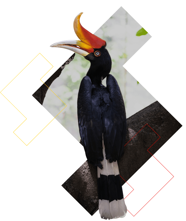 hornbill-home.png